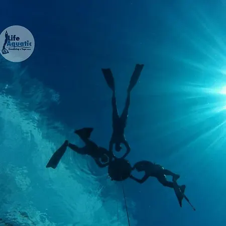 Daire Aze's Garden *